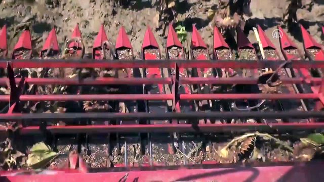 Ayçiçeğinde yüksek rekolte üreticiyi sevindirdi - EDİRNE