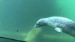 Seal Plays With Butterfly at Oregon Zoo