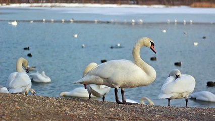Swans