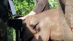 This Pianist Plays Classical Music to Comfort Rescued Elephants In Thailand