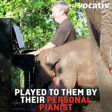 This Pianist Plays Classical Music to Comfort Rescued Elephants In Thailand