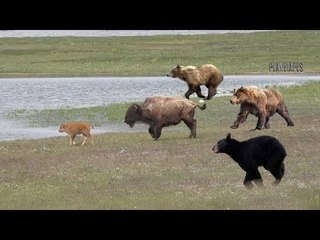 The Bison Run To Protect Her Calf - The Bear Aggressively Hunt & Chase