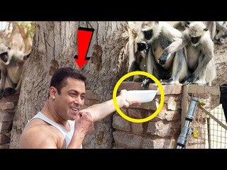वीडियो - Salman Khan ने खिलाया बंदर को खाना और दी ईद की शुभकामना