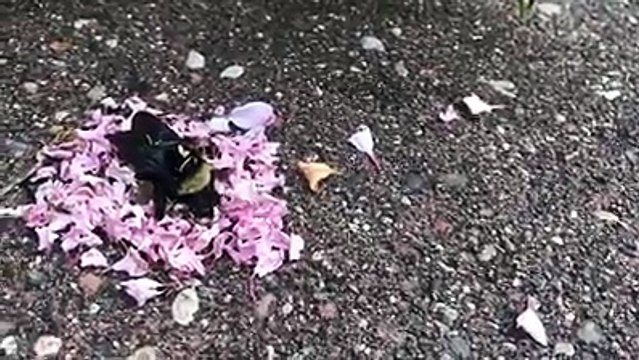 Amerika'nın Minnesota eyaletinde Nicole Ujebindzher isimli bir vatandaşın çektiği bir video. Karıncalar, sanki veda edercesine, ölü bir yabanarısının cansız bed