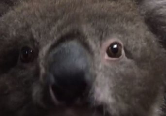 Young Rescued Koala Belts Out a Mating Call