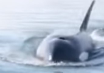 Woman's Close Encounter With Orca Reveals Her Worst Fear