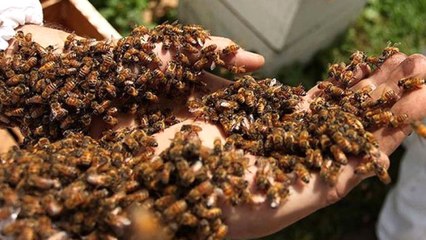 Evinin Önünde Arıların Saldırısına Uğrayan Kadın Öldü