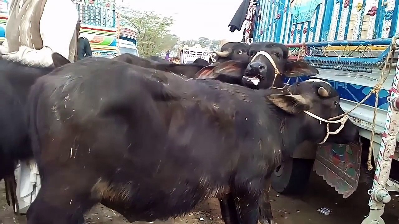 Buffalo calves farming