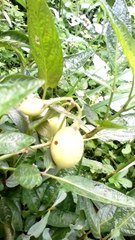 Jungle vegetables n turmeric plant