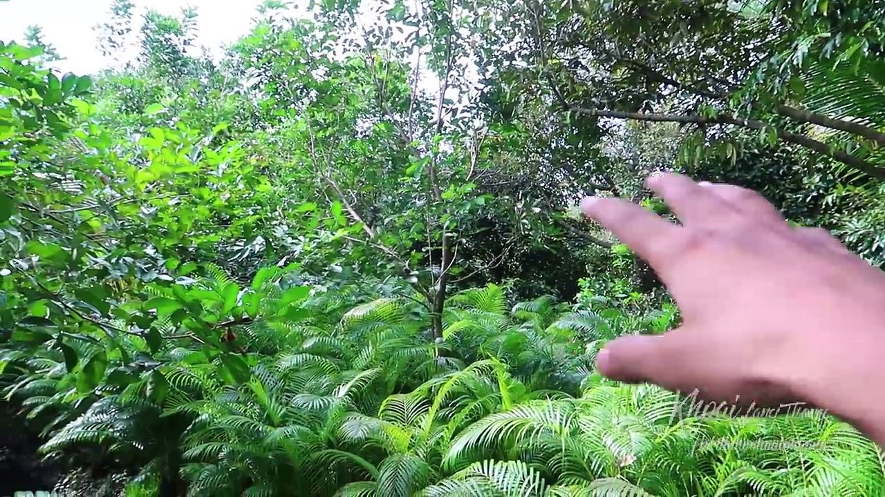 VƯỜN TRÁI CÂY ăn thỏa thích. Nấu cơm đãi Mẹ |Miền Tây