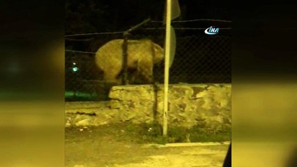 Sarıkamış’ta ayının tel örgüden geçme yöntemi şaşırttı