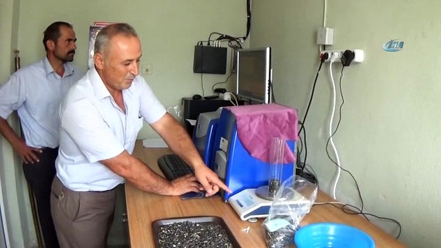 Yağlık ayçiçeği hasadı başladı...Verimin düşük olmasına rağmen üreticiler fiyatlardan umutlu