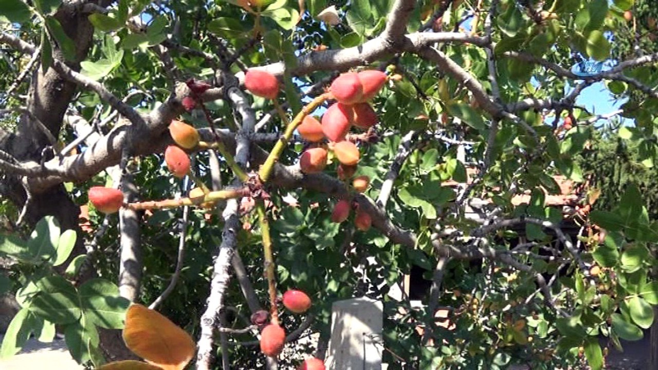 Ceviz bahçesinde Antep fıstığı için 14 yıl bekledi