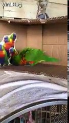 Я думаю, что этот попугай поломался