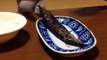 Un chat tente dattraper un poisson dans un plat