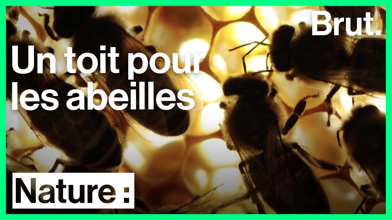 Le réseau "Un toit pour les abeilles" lutte pour la sauvegarde des abeilles