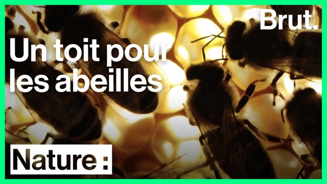 Le réseau Un toit pour les abeilles lutte pour la sauvegarde des abeilles
