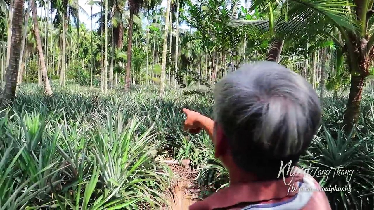 ĂN GỎI CÁ SỐNG, ĂN KHÓM "NỮ HOÀNG" |Du lịch Kiên Giang