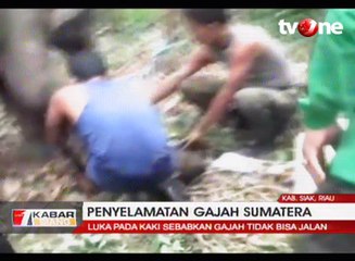 Gajah Terjerat Tali Pemburu Gading