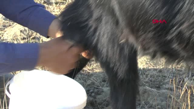 Muş Annesi Ölen Tayı Biberonla Besliyorlar