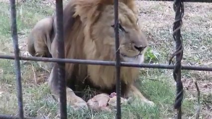 Lion Eating Chicken ?