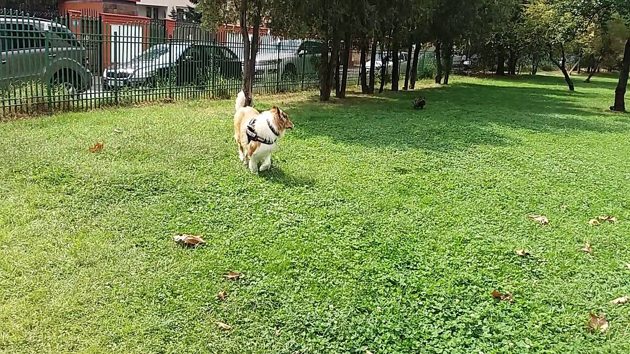 Tut&Mailo in Parcul Titanii din Bucharest City - 28.Aug.2018