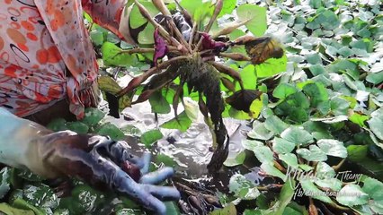 ĂN CHÈ ẤU - HÁI TRÁI ẤU |Du lịch Đồng Tháp Miền Tây