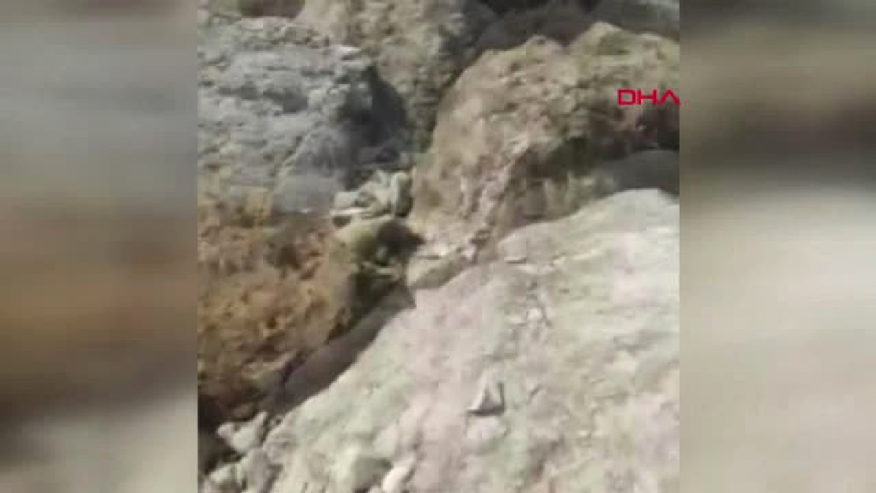 Trabzon Yüzen Boğanın Yeni Sahibi Haluk Levent Oldu; Adını 'Ferdinand' Koydu Arşiv