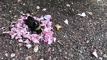 Появилось видео, как муравьи несут цветы умершему шмелю. Эколог рассказал, так ли это: