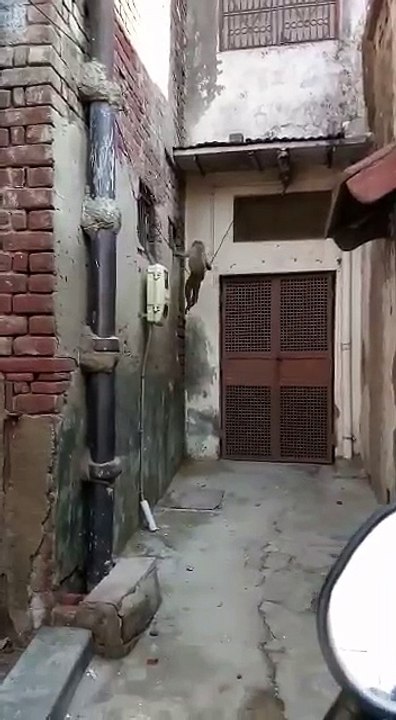 Very very funny video by monkey.