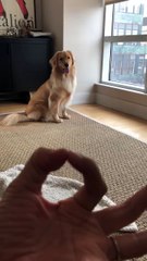 Whiskey the Retriever Snoot Challenge