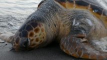 Aliağa Sahilinde Ölü Caretta Caretta Bulundu