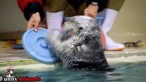 A Cute And Funny Otter Videos Compilation 2017