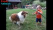 Surely you want to see: Sheltie Dog and Baby happy playing together - Dog and Baby Videos
