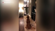 Vea la reacción de este perro al ver a su dueño por primera vez en meses