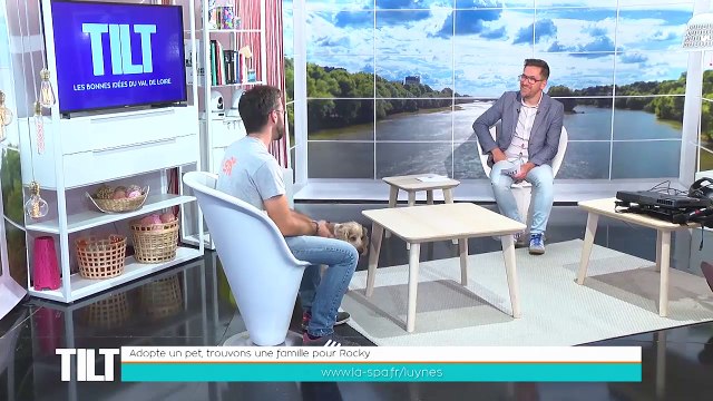 ADOPTE UN PET ! Nos 3 copains de la rentrée à adopter : Cricket, chat mâle européen de 2 ans Swiffer, griffon à poil de 9 ans et Rocky, notre Cocker coup de