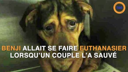 Ce chien allait perdre la vie lorsqu'un couple l'a sauvé !