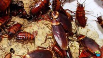Las Cucarachas Se Mueren En Manadas Cuando Le Preparas Esta Mezcla Y La Pones En Tu Casa