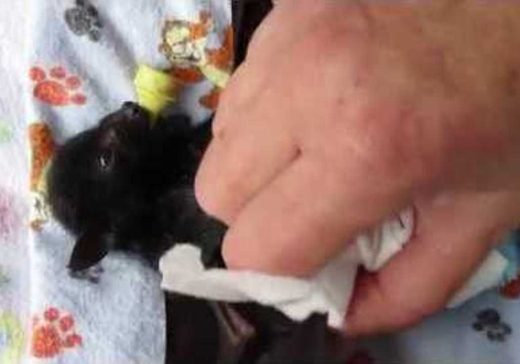Baby Bat Enjoys a Bath