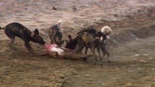 African Wild Dogs Attacks - National Geographic Documentary Animals HD