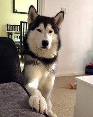 My husky dog is waiting and listenning to my orders