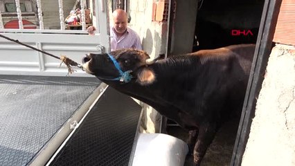 Trabzon Yüzen Boğanın Yeni Sahibi Haluk Levent Oldu; Adını 'Ferdinand' Koydu
