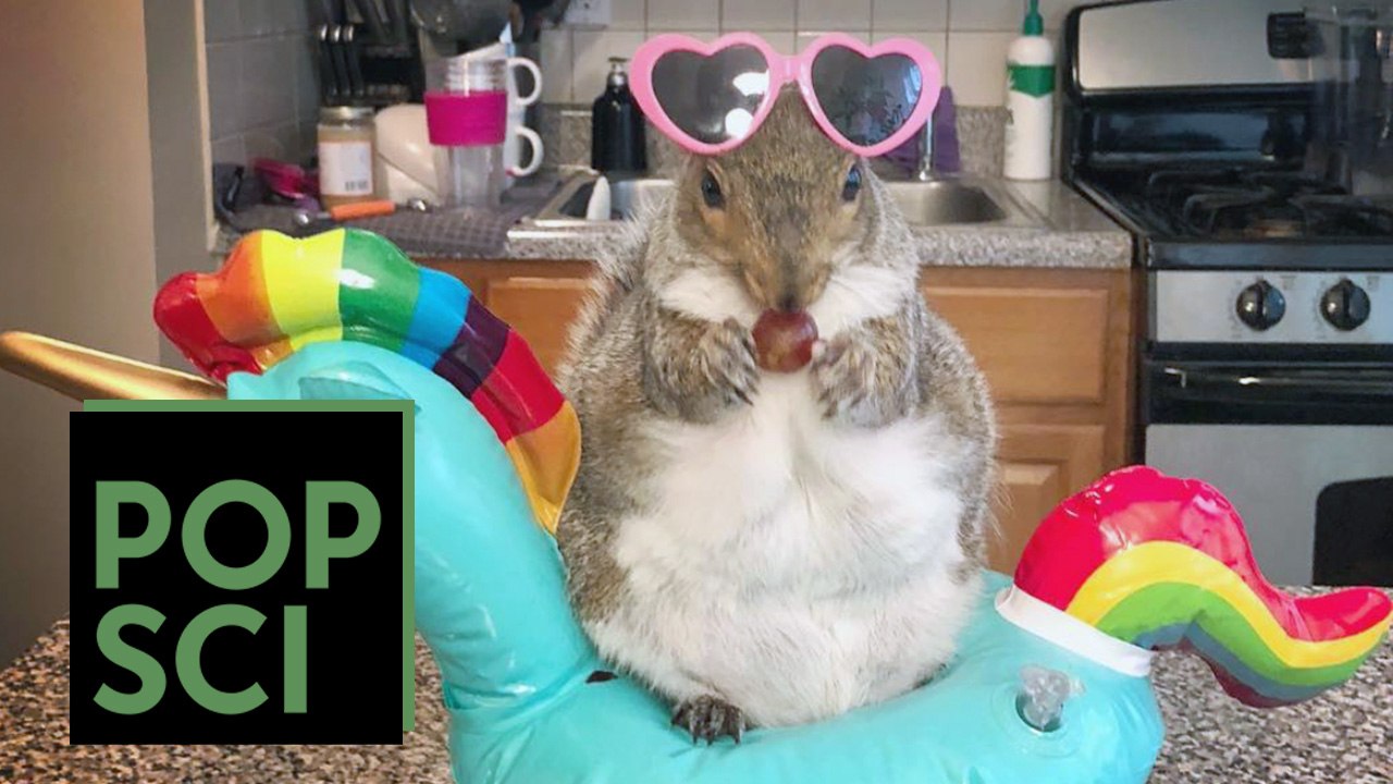 Thumbelina the Squirrel