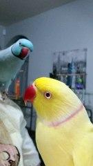 Chatterbox Parrot Avoiding Bedtime