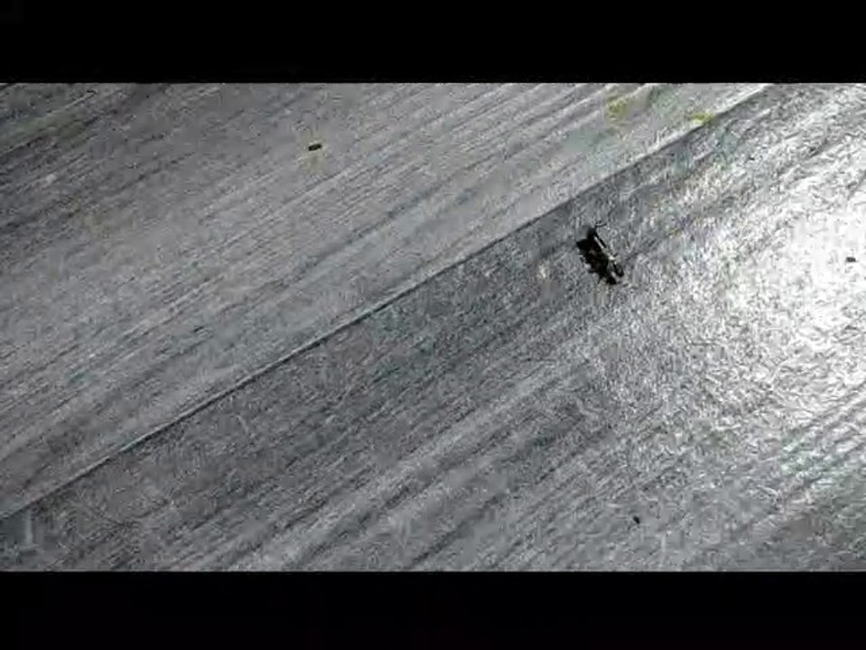 Le pince-oreille,   ou encore   perce-oreille ou forficule,   est un insecte   de l'ordre des Dermaptères.