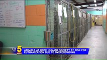 Shelter Says Overcrowding May Force It to Euthanize Animals for the First Time