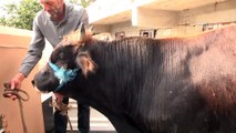 Sanatçı Haluk Levent'in satın aldığı dana İzmir'e gönderildi - TRABZON