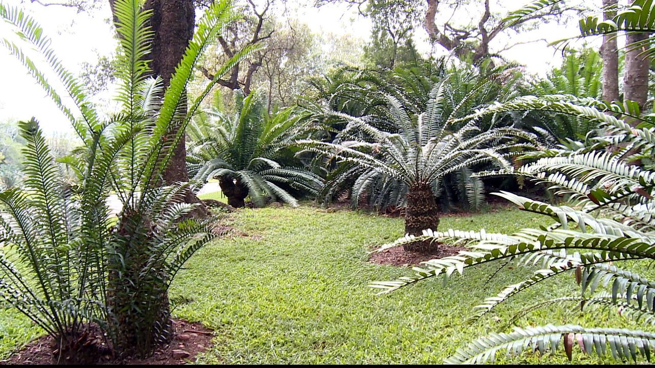 Africa's endangered rainforests