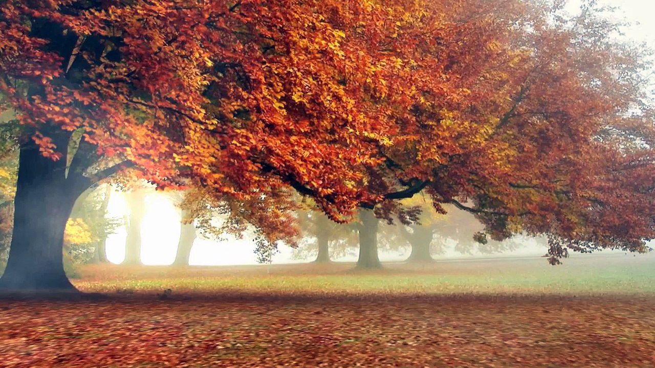 FREE HD FALLING LEAF VIDEO