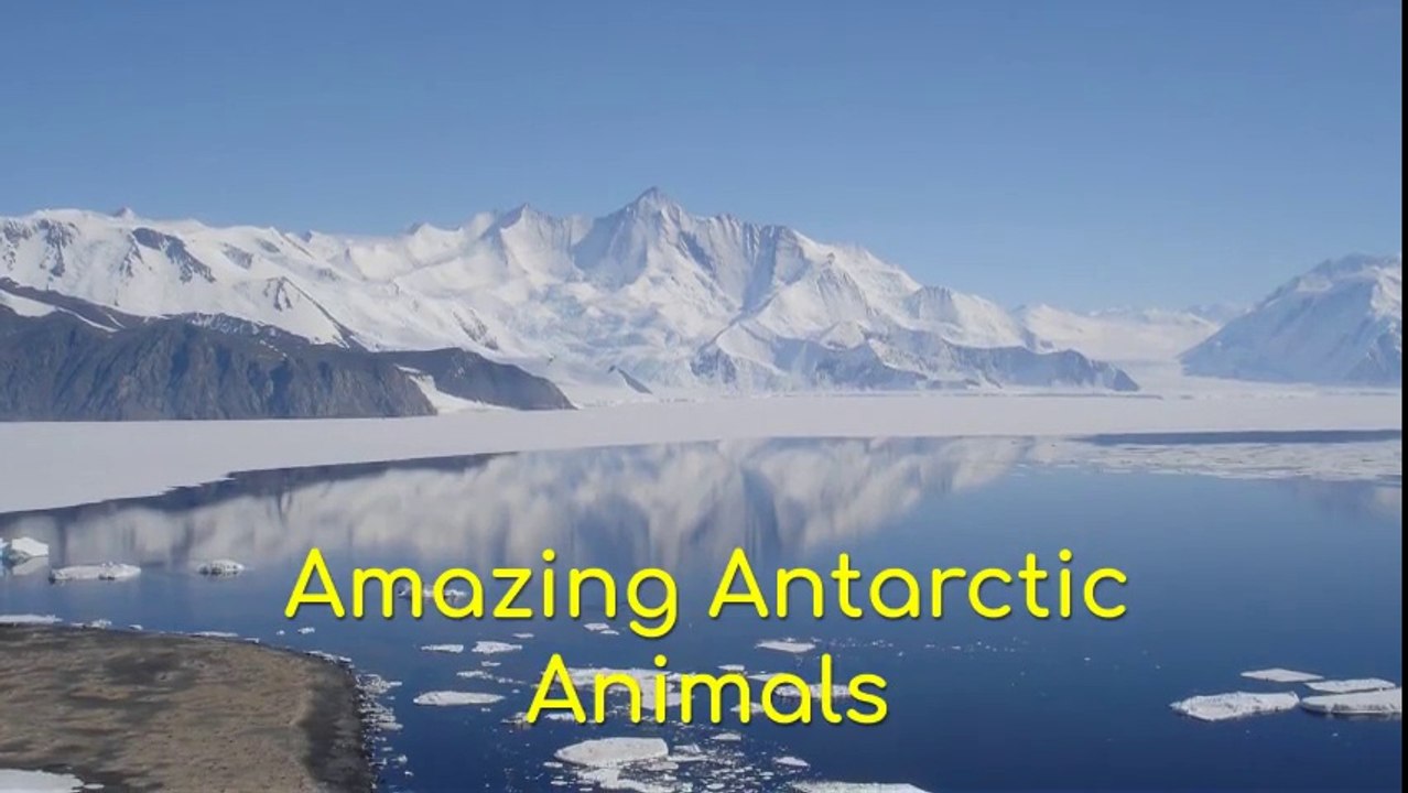 Amazing Antarctic Animals